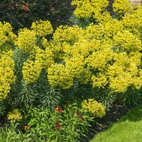 Euphorbia characias 'Wulfenii'
