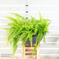 Nephrolepis exaltata