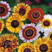 Chrysanthemum 'Dobies Rainbow Mixed' - Seeds