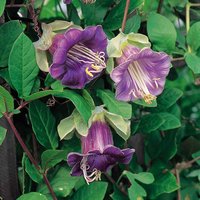 Cobaea scandens - Seeds