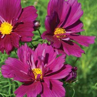 Cosmos 'Fizzy Purple' - Seeds