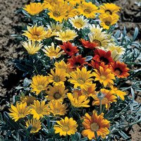 Gazania 'Talent Mixed' - Seeds