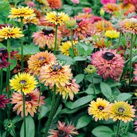 Rudbeckia 'Sahara' - Seeds