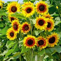 Sunflower 'Solar Power' F1 - Seeds