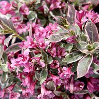 Weigela florida 'Monet'