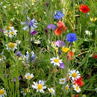 Colourful Annuals Mix - Seeds