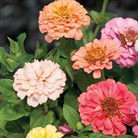 Zinnia 'Dobies Florist Pastels Mixed' - Seeds