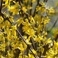 Forsythia intermedia