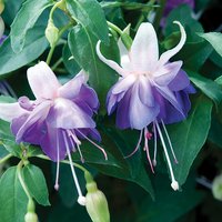 Fuchsia 'Delta's Sarah' (Hardy)