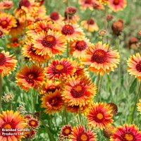 Gaillardia aristata 'Tokajer'
