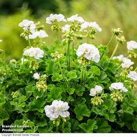 Geranium 'Grandeur® Classic White'
