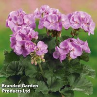 Geranium 'Grandeur Classic Violet'