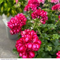 Geranium 'Great Balls of Fire Stars and Stripes'