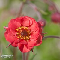 Geum 'Flames of Passion'