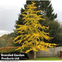 Ginkgo biloba