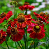 Helenium 'Helena Red'