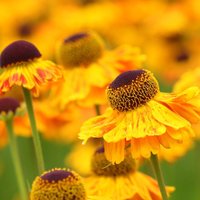 Helenium 'Wyndley'