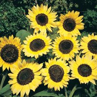 Helianthus 'Lemon Queen'