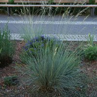 Helictotrichon sempervirens