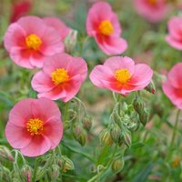 Helianthemum 'Wisley Pink'
