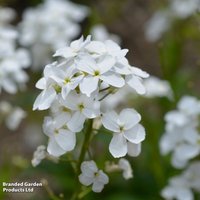 Hesperis matronalis var. albiflora