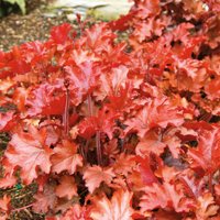 Heuchera 'Peach Flambe'
