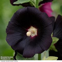 Hollyhock 'Blacknight'