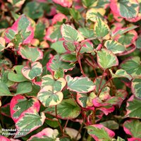 Houttuynia cordata 'Chameleon' (Marginal Aquatic)