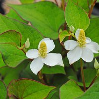 Houttuynia cordata