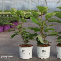 Hydrangea quercifolia 'Gatsby Moon® Proven Winners®'