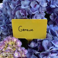Hydrangea macrophylla 'Genéve'