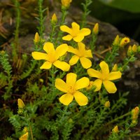 Hypericum polyphyllum