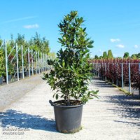 Holly 'Camelliifolia'