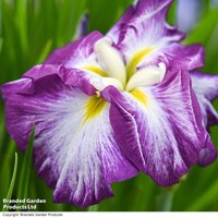 Iris ensata 'Dinner Plate Jell-O' (Marginal Aquatic)