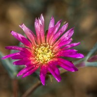 Lampranthus brownii
