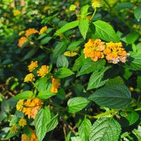 Lantana camara 'Miss Huff'