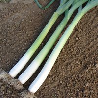 Leek 'Bulgarian Giant' - Seeds