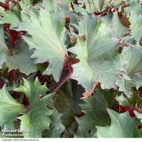 Ligularia dentata 'Little Golden Ray'