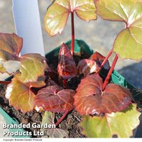 Ligularia dentata 'Midnight Lady'