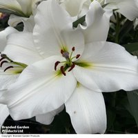 Lily 'Davenport'