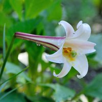 Lily formosanum var. pricei