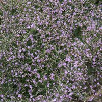 Limonium latifolium