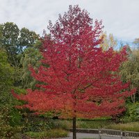 Liquidambar styraciflua 'Worplesdon' (Mature Tree)