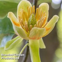 Liriodendron tulipifera 'Aureomarginatum'