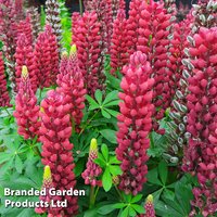 Lupin 'Gallery Red'