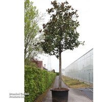 Magnolia grandiflora 'Galissonnière'
