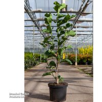 Magnolia 'Watermelon'