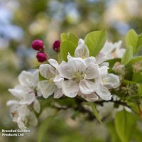 Crab Apple 'Evereste'