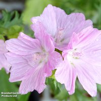 Malva moschata 'Rosea'