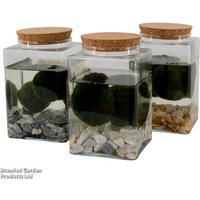 Moss Balls in Square Glass Vase